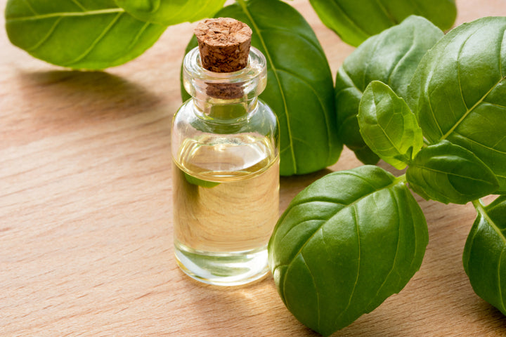 Boost Hair Growth with Basil Leaf Extract